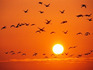 Portocaliul culorilor